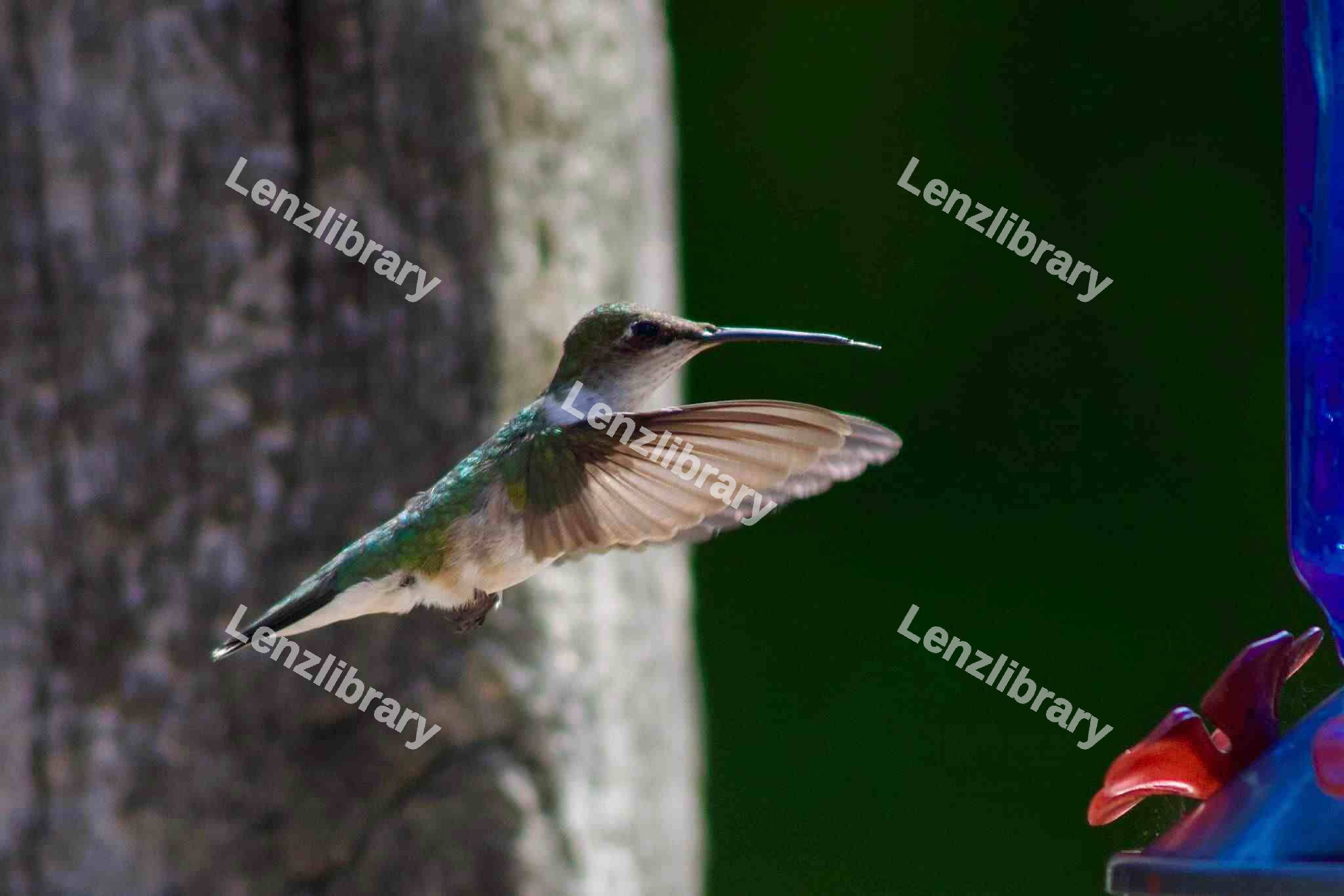 Hummingbird Mid-Flight
